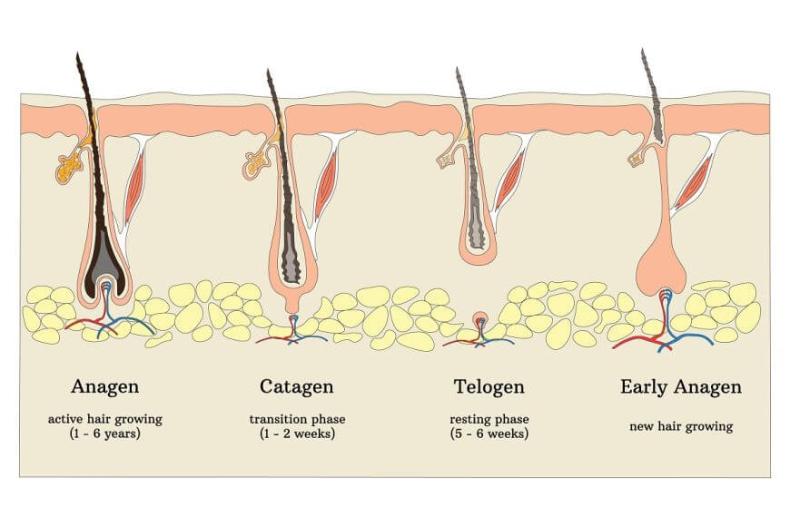 Is Hair Loss A Natural Part Of Your Hair Cycle